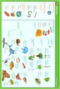 Přírodopis (přehledová karta) : systém organismů, tělní soustavy člověka